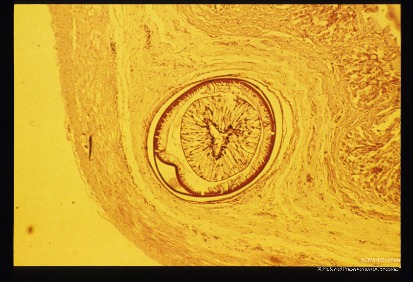 In cross section of fish flesh.