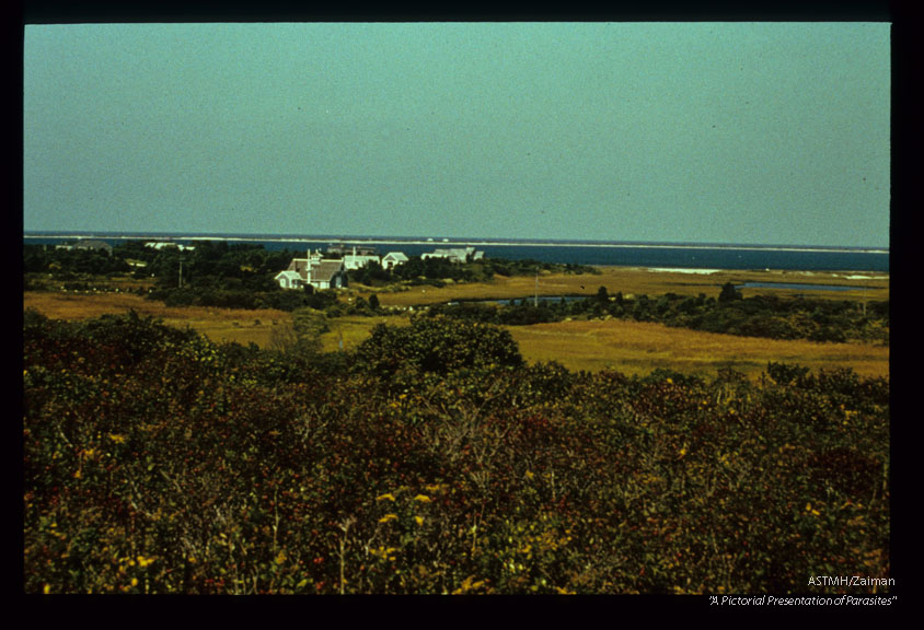 Ecology Nantucket Island Scrub thicket. Home of Ixodes dammini the usual and vector.