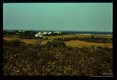 Ecology Nantucket Island Scrub thicket. Home of Ixodes dammini the usual and vector.