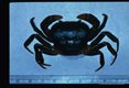Potomon, a sizable reddish brown crab is eaten by the natives but is only a moderately good secondary intermediate host for Paragonimus.
