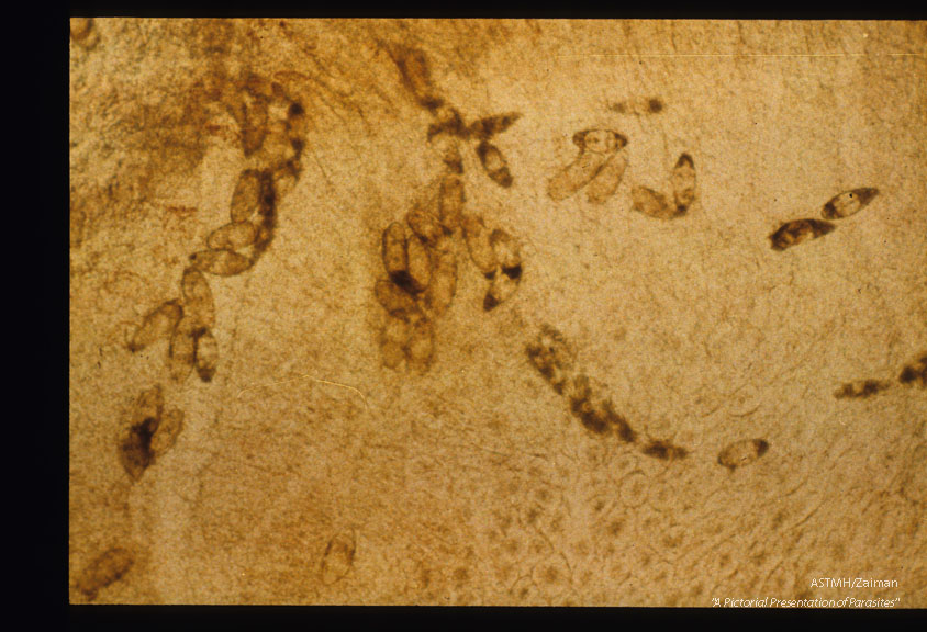 Linear deposition of eggs along course of a vein.