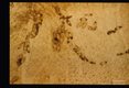 Linear deposition of eggs along course of a vein.