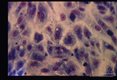 Giemsa stained monkey tissue culture.