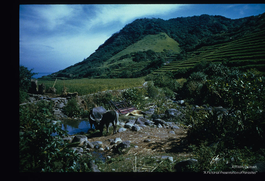 Domestic animals including the water buffalo, and wild animals have acces to the stream and deposit feces in it.