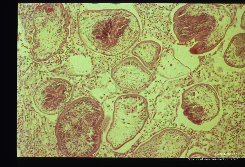 Tetrathyridia in abdomen of guinea pig.