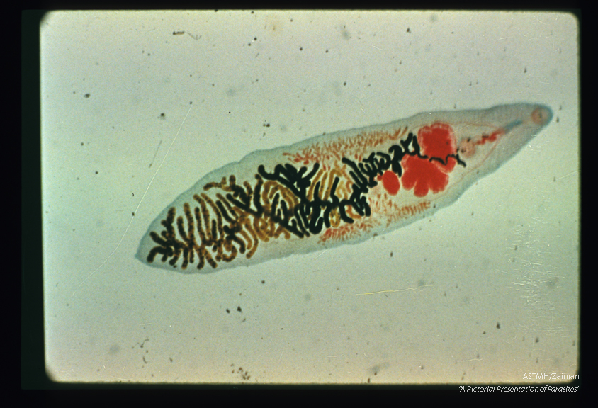 Stained adult. The oral and ventral suckers, the digestive ceca, the testes, ovary, vitelline glands and uterus are readily seen.