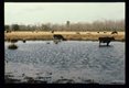 Muck pond. Safe grazing because soil is acid.