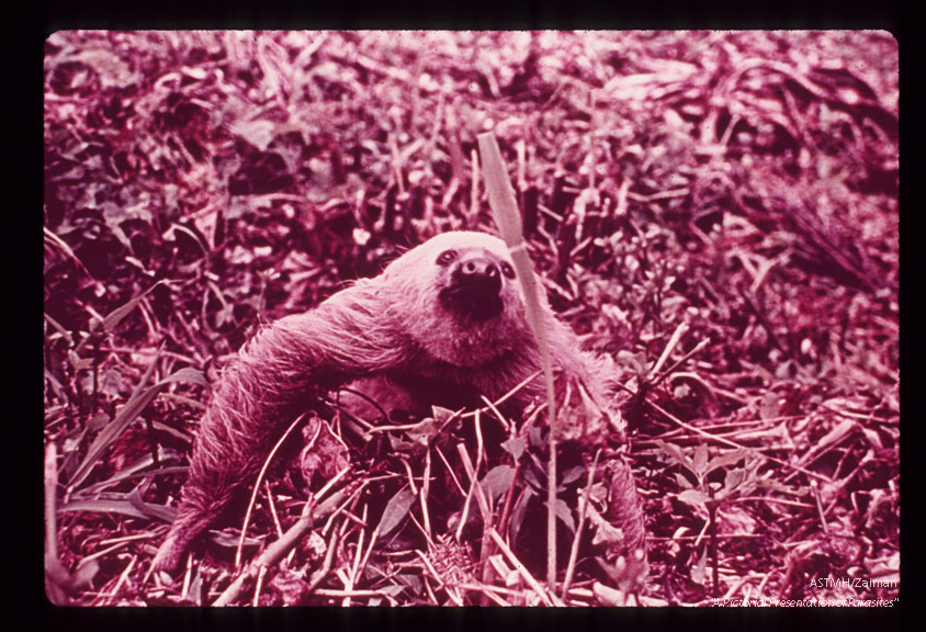 A Panamanian sloth often found harboring Trypanosoma cruzi.