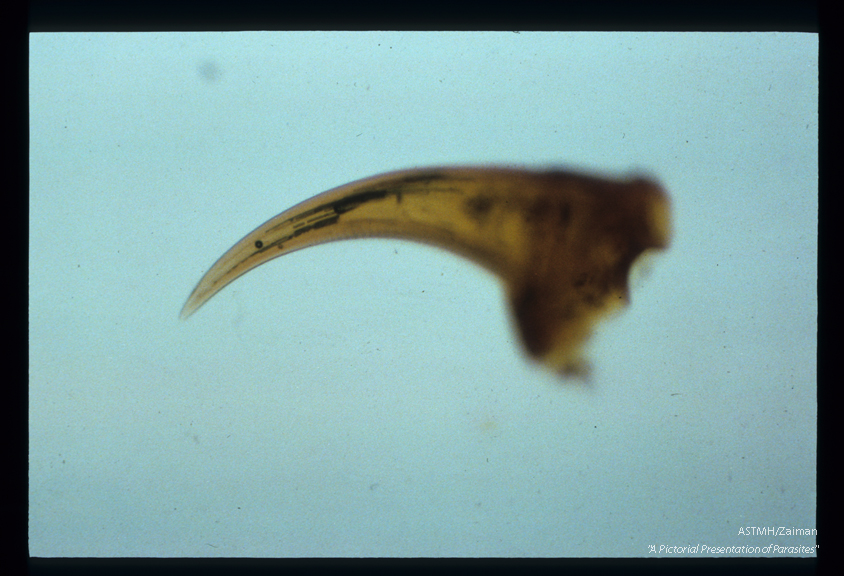 Poison fang from a black widow spider.