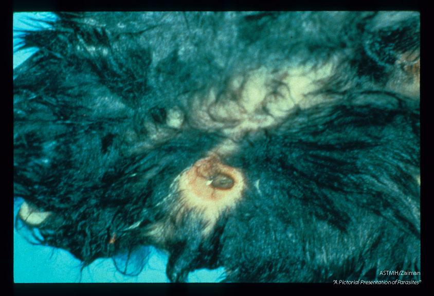 Cutaneous myiasis ("warbles") in rabbit skin.