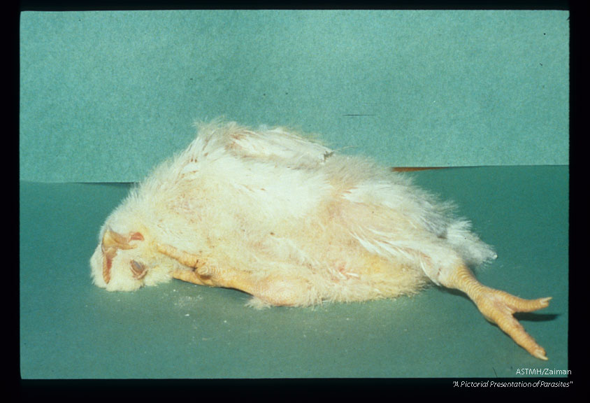 Experimentally infected chicken suffering encephalitis, with extensor rigidity and torticollis.