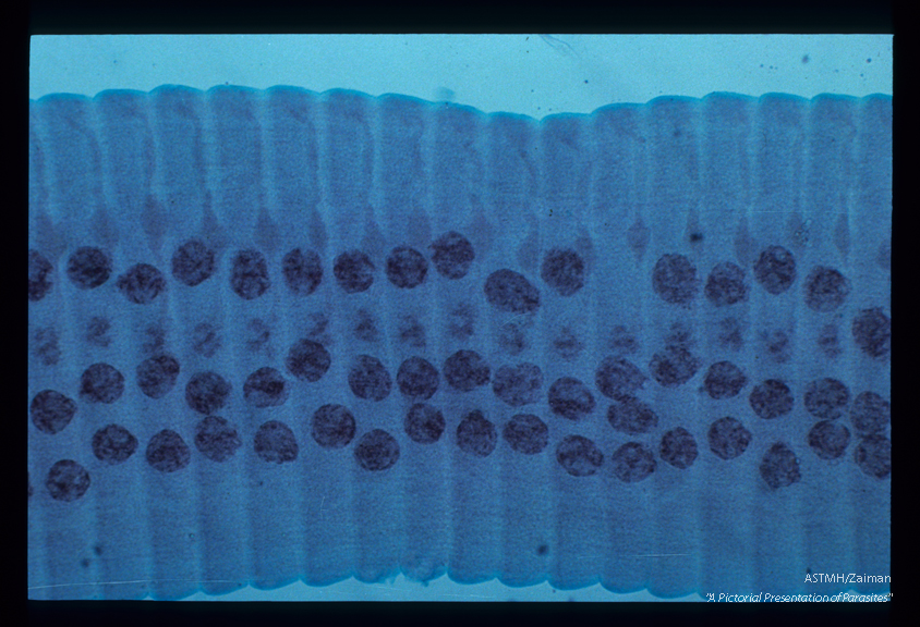 Mature proglottids. Typically ma­ture hymenolepid proglottids have three testes and lat­eral genital pores all of which open to the same side.