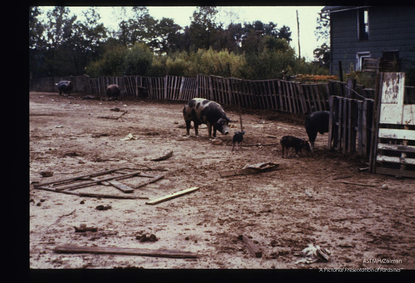 Unsanitary conditions on a hog farm in Central Indiana where 60% of the pigs harbored Trichinella.