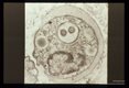 A single specimen in early division with doubled flagellum and large nucleus.