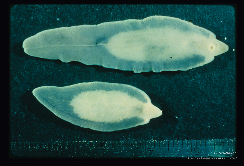Ventral view of formalin fixed, unstained specimens. Compare size and note the ventral suckers in both parasites.