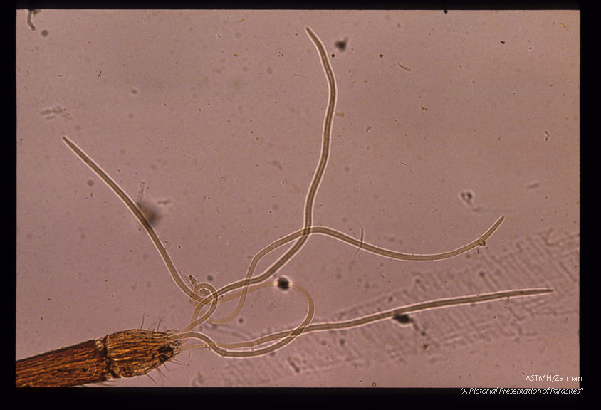 Infected larvae emerging from the mouthparts of a mosquito.