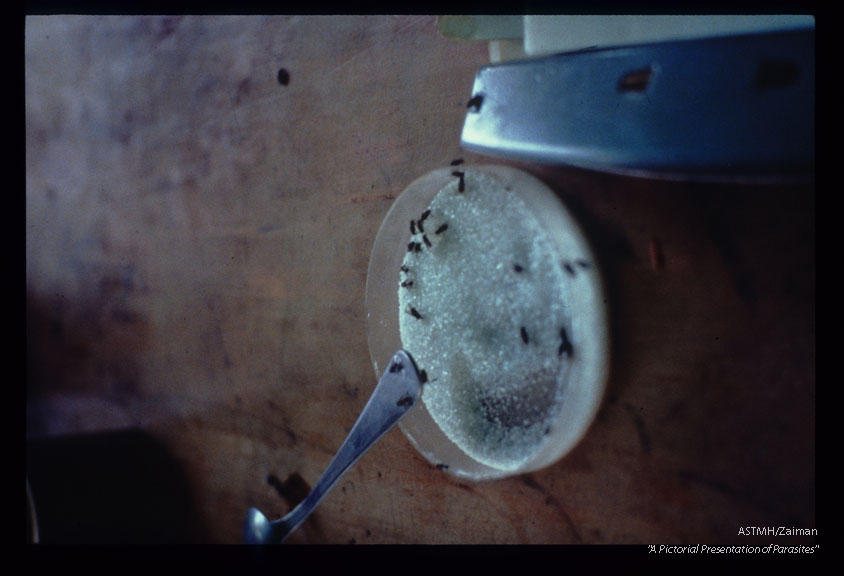 Flies on sugar in a cooking utensil.