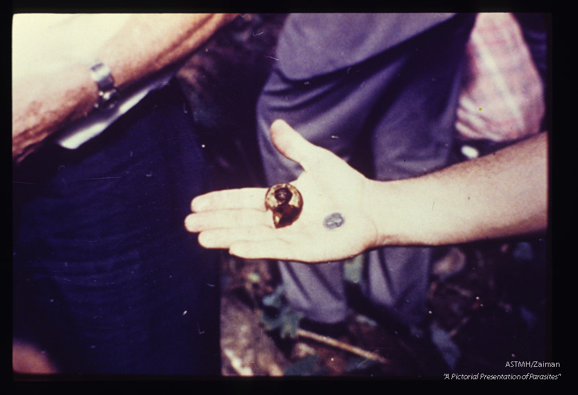 A voracious snail used to control Australorbis.