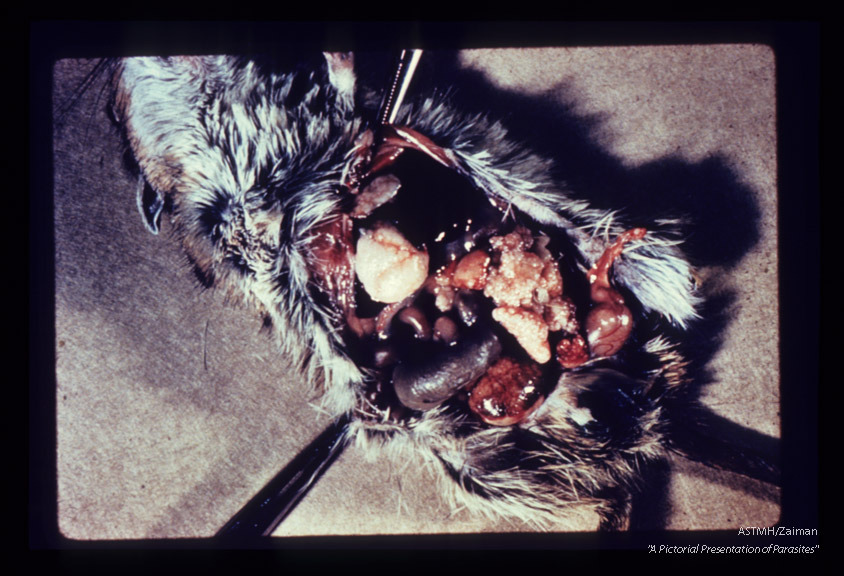 Gerbil liver, high and low magnifications.